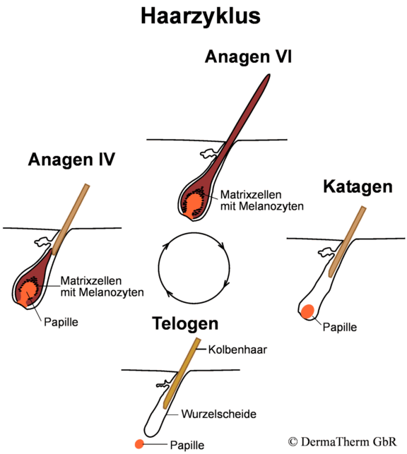 Haarzyklus